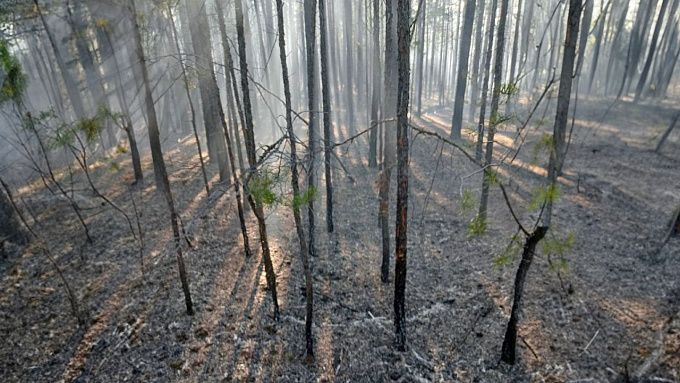 В Бурятии за сутки тушили два пожара в лесах