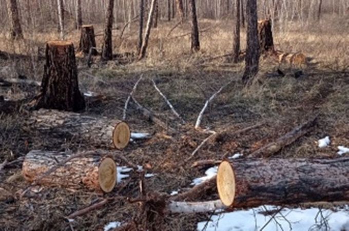 В Бурятии выявили 13 незаконных рубок деревьев за неделю