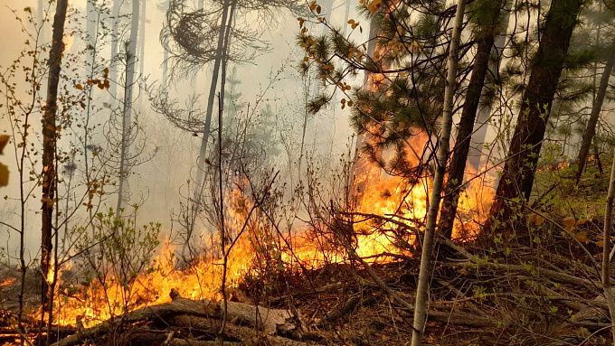 В Бурятии поймали виновников 13 лесных пожаров. Они поплатятся рублем