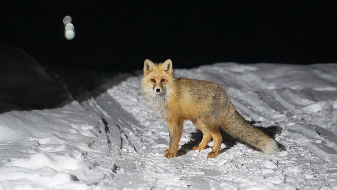 Молодые лисы пришли познакомиться с фотографом в заповеднике Бурятии