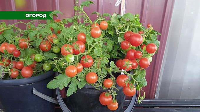 Как украсить двор... помидорами