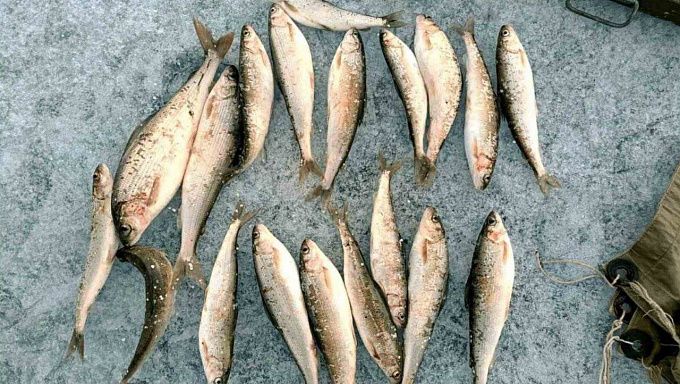 На Байкале поймали первых нарушителей запрета на рыбалку