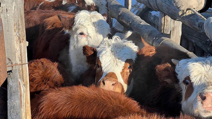 От ворот поворот: В Бурятии 46 коровам-нелегалкам не дали стать иркутянками