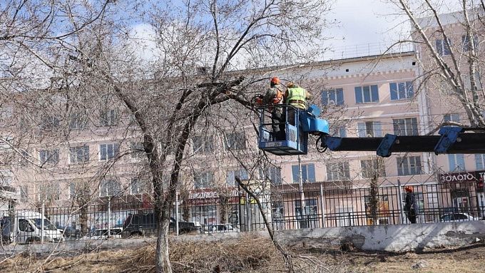 В Улан-Удэ предприниматель поплатится рублем за самовольную подрезку деревьев