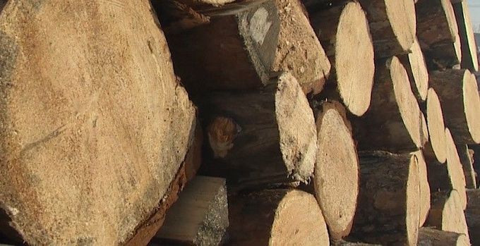 В Бурятии возбудили уголовное дело о контрабанде леса на 80 млн рублей