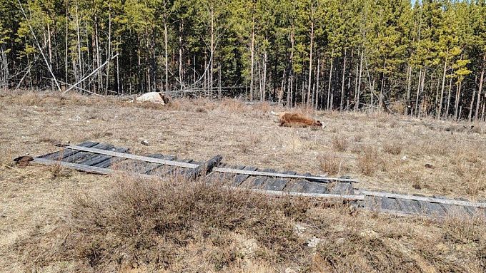 Трупы и останки животных обнаружили возле скотомогильника в Бурятии